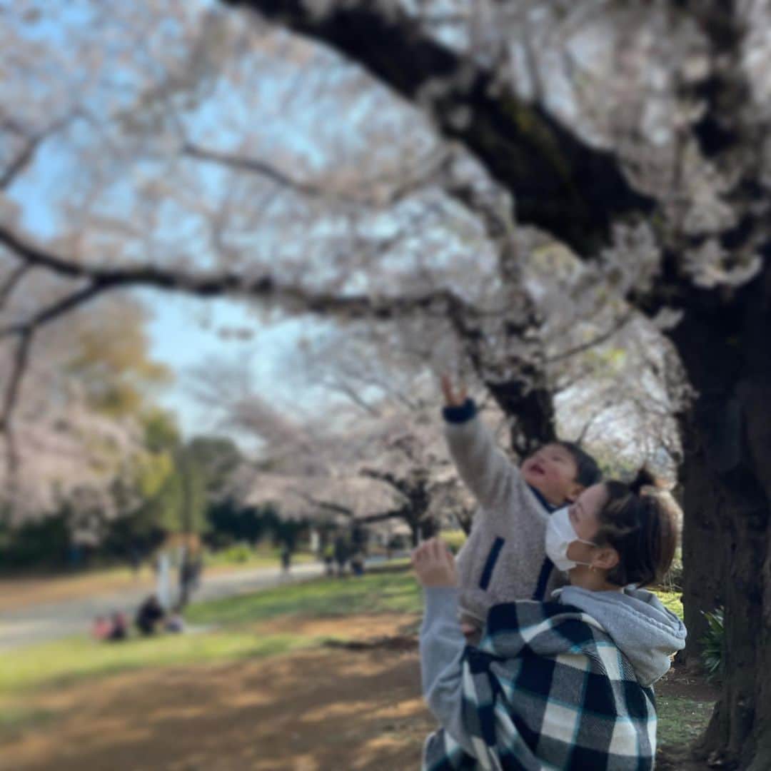 田中美保のインスタグラム：「桜🌸満開… 今年もお花見🌸は出来なそうなので…せめても散歩の時に眺めて写真🤳に残すだけはと…🙏 朝イチの人の少ない時間にサクッとお散歩🚶‍♀️  👶も去年より成長して綺麗な事がわかるのかニコニコぴょんぴょん😽 してました🌸🌸🌸  触らないで優しくしてあげてね〜🌸と言うとそっと指の先だけチョン…としてあとは眺めてました🙏  季節毎の楽しみをもてる子になって欲しいなぁ😌と… 今年も🌸みれてよかった♡  #桜 #満開」
