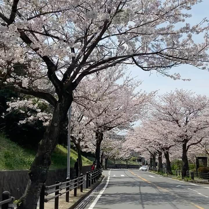 kumikoのインスタグラム：「お花見のお裾分け🌸」