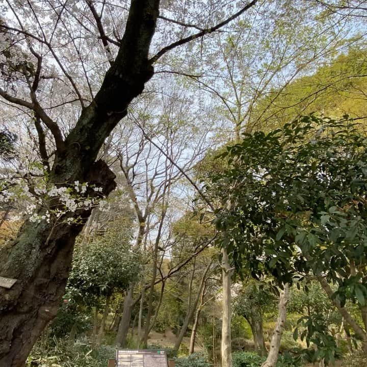 森田繁のインスタグラム：「桜の穴場」
