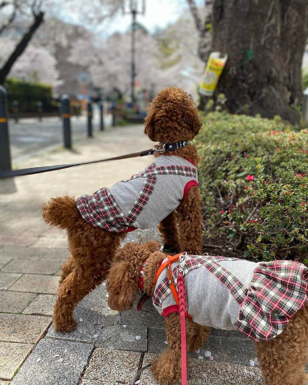 五味隆典さんのインスタグラム写真 - (五味隆典Instagram)「お花見🌸 #桜#お花見#プードル」3月27日 14時21分 - takanorigomi
