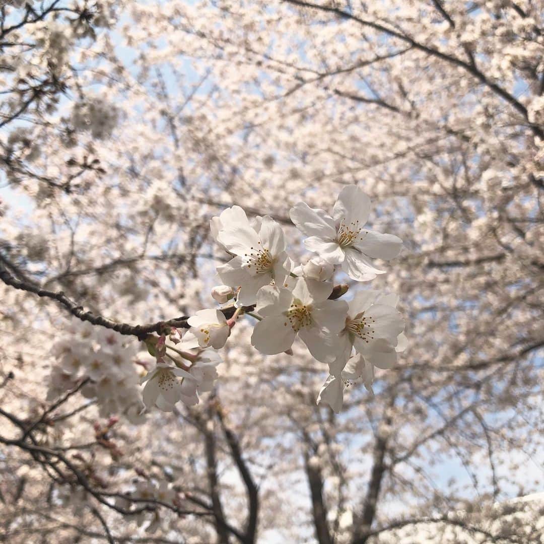 麻生夏子のインスタグラム：「#桜」
