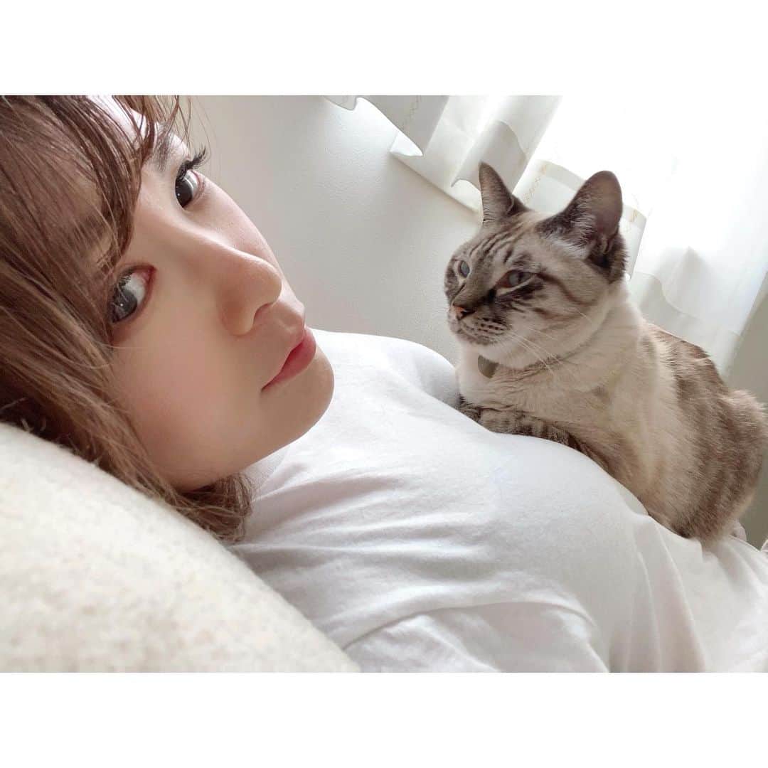 福咲れんさんのインスタグラム写真 - (福咲れんInstagram)「しまくんとラブラブ🐈 りんちゃんもはや幻の猫(出てきて)。  #うちのしまくん #うちのリンちゃん #猫のいる暮らし #猫 #catstagram」3月27日 15時21分 - renren108