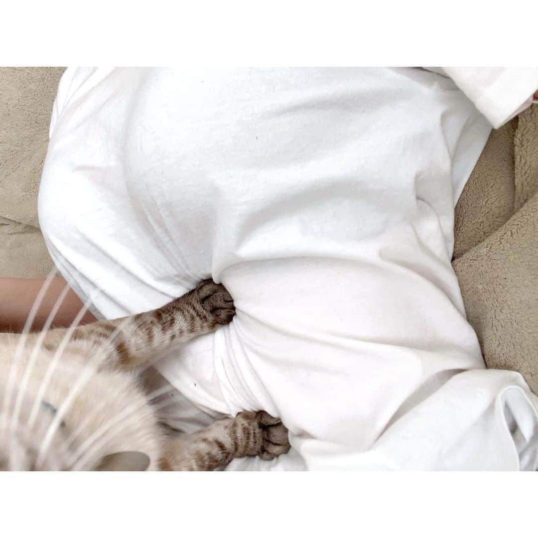 福咲れんさんのインスタグラム写真 - (福咲れんInstagram)「しまくんとラブラブ🐈 りんちゃんもはや幻の猫(出てきて)。  #うちのしまくん #うちのリンちゃん #猫のいる暮らし #猫 #catstagram」3月27日 15時21分 - renren108