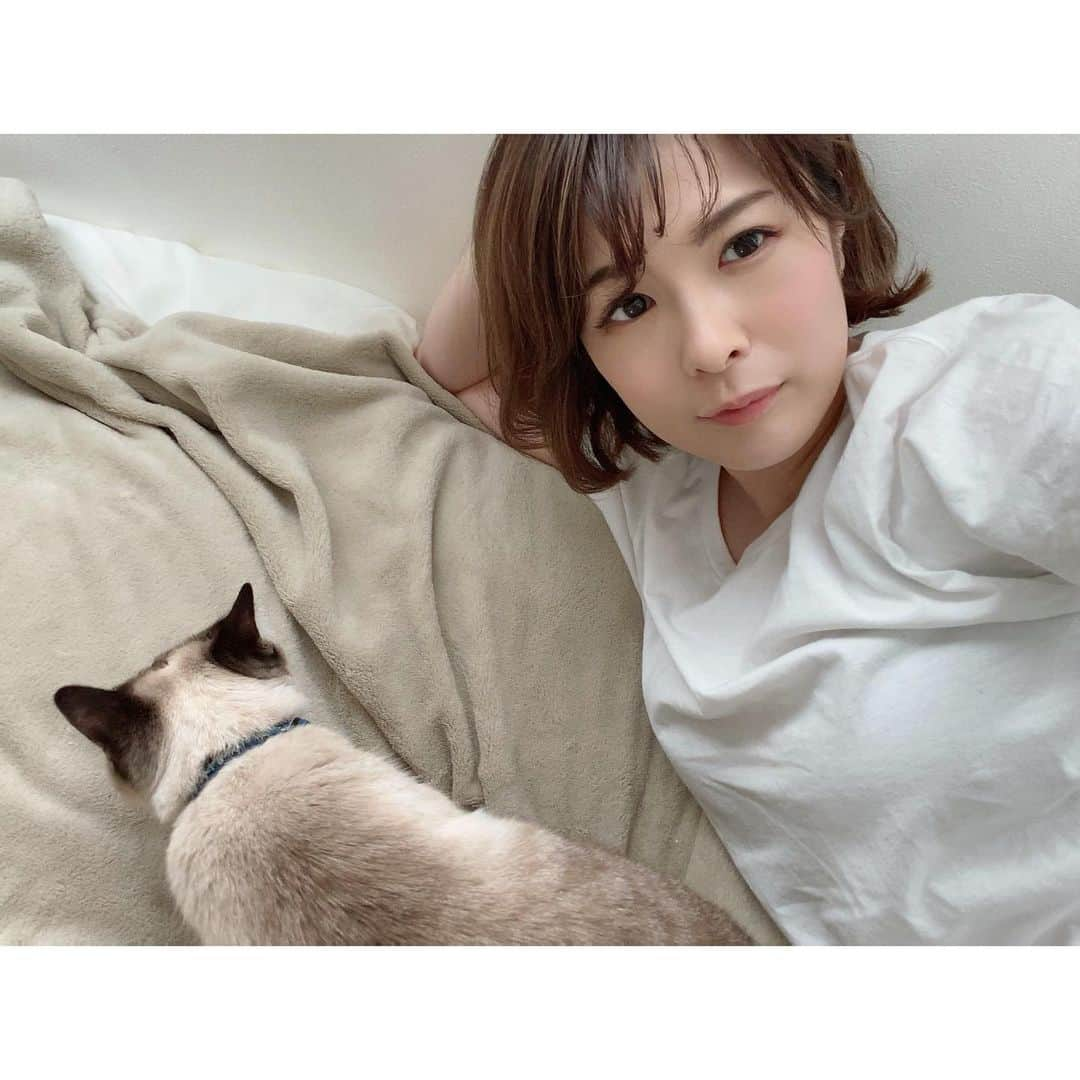 福咲れんのインスタグラム：「しまくんとラブラブ🐈 りんちゃんもはや幻の猫(出てきて)。  #うちのしまくん #うちのリンちゃん #猫のいる暮らし #猫 #catstagram」