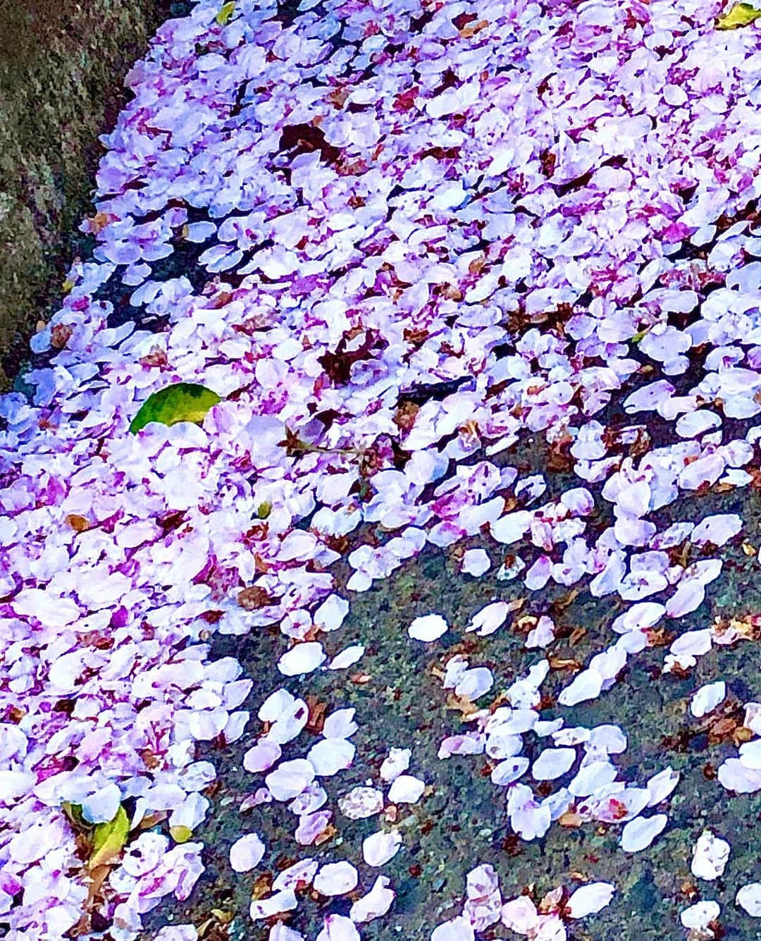 世良公則さんのインスタグラム写真 - (世良公則Instagram)「・・・・・・  今日の風は強かった  桜の吹雪🌸はさらに美しい  ・・・・・・  #世良公則 #masanorisera #japanesemusician #japaneseartist #japaneseculture #cherryblossom #spring #春 #桜 #夜散歩 #桜吹雪」3月27日 15時24分 - masanorisera