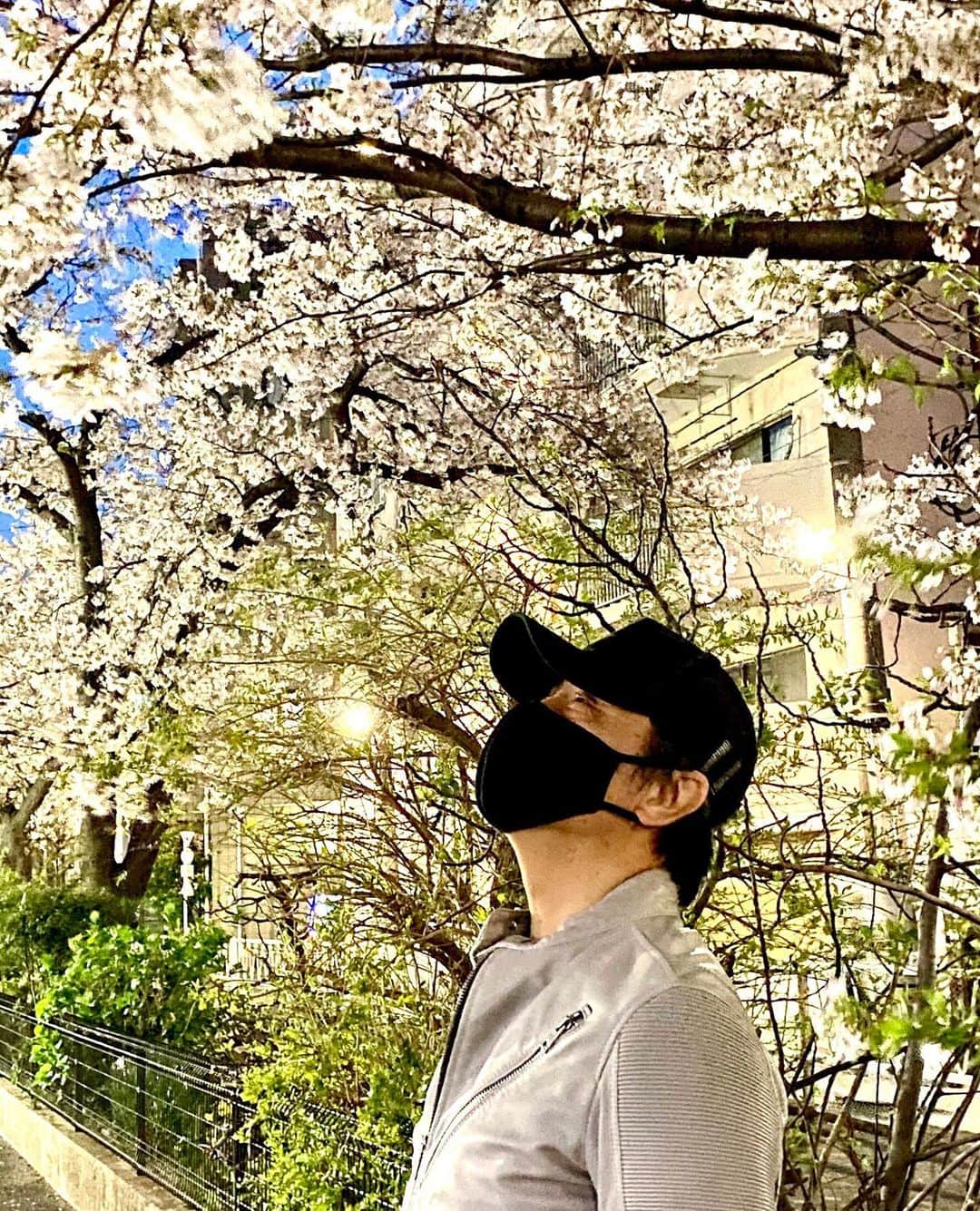 世良公則のインスタグラム：「・・・・・・  今日の風は強かった  桜の吹雪🌸はさらに美しい  ・・・・・・  #世良公則 #masanorisera #japanesemusician #japaneseartist #japaneseculture #cherryblossom #spring #春 #桜 #夜散歩 #桜吹雪」
