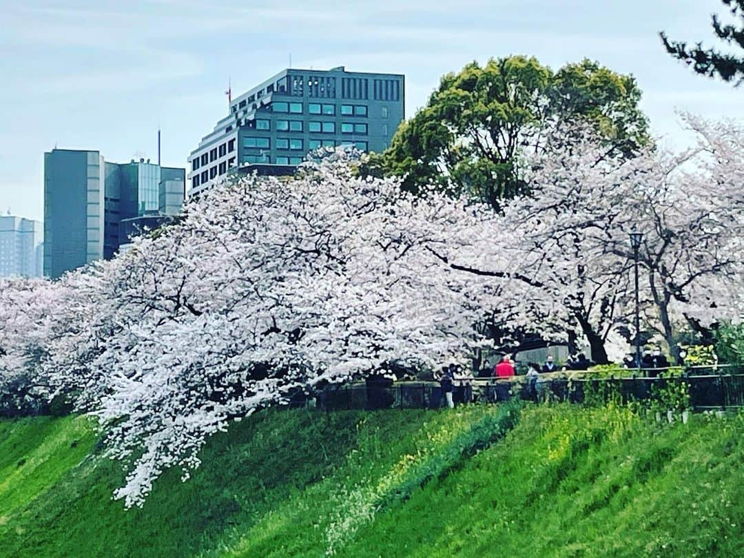 和央ようかさんのインスタグラム写真 - (和央ようかInstagram)「The best season in Japan 🇯🇵  Cherry Blossom 🌸 Sakura🌸😍👍The best ever 🌸  千鳥ヶ淵を車で通過中にパシャリ🌸😍 本当日本人でよかった😊🌸👍😍と思える瞬間🌸😍👍 今年はこの最高の季節に日本🇯🇵にいれてよかった🙏  #takakotokyostylin🇯🇵 #lifestyle #cherryblossom #さくら#yokawao #和央ようか#千鳥ヶ淵」3月27日 21時09分 - yokawao0215