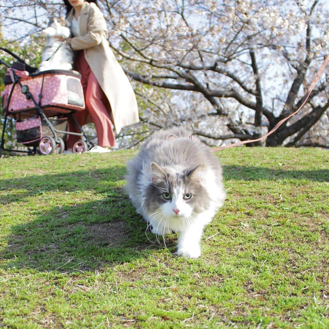 Sagiri Kitayamaさんのインスタグラム写真 - (Sagiri KitayamaInstagram)「公園キャスバル😼2枚目、左後ろのルシファーに笑ってしまいました😹  #フニャ27祭 #キャスバル #ルシファー #ノルウェージャンフォレストキャット #ノルウェージャン #norwegianforestcat #norwegian #ラグドール #ragdoll #neko #ねこ #ネコ #猫 #cat #catstagram #catlover #catsofinstagram #instacat #kitty」3月27日 21時11分 - rererurerurela