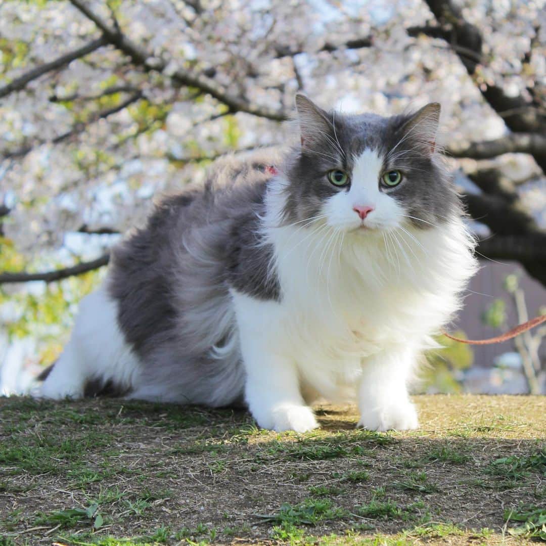 のインスタグラム：「公園キャスバル😼2枚目、左後ろのルシファーに笑ってしまいました😹  #フニャ27祭 #キャスバル #ルシファー #ノルウェージャンフォレストキャット #ノルウェージャン #norwegianforestcat #norwegian #ラグドール #ragdoll #neko #ねこ #ネコ #猫 #cat #catstagram #catlover #catsofinstagram #instacat #kitty」