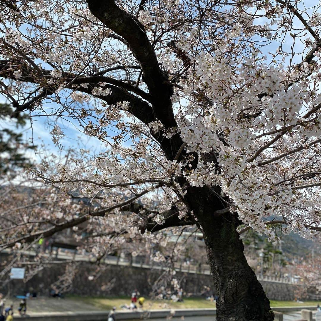 大凪真生さんのインスタグラム写真 - (大凪真生Instagram)「#桜 #芦屋川  まだ、あともうちょっと… 来週には満開かなぁ🌸  本当に綺麗  今は色んな所で桜が見れて 本当に幸せ😚」3月27日 21時13分 - mao.aemee_