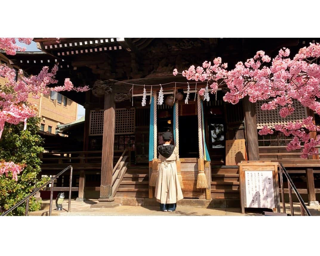 みひろさんのインスタグラム写真 - (みひろInstagram)「. #桜神宮 🌸🌸🌸 #sakurajingu  📺YouTube【 #mihiroom 】 https://youtu.be/SiyqJt3FF3o  #東京　#桜　#お花見　#満開 #みひろ #mihiro #미히로 #朝美穗香」3月27日 15時48分 - mihiro0519