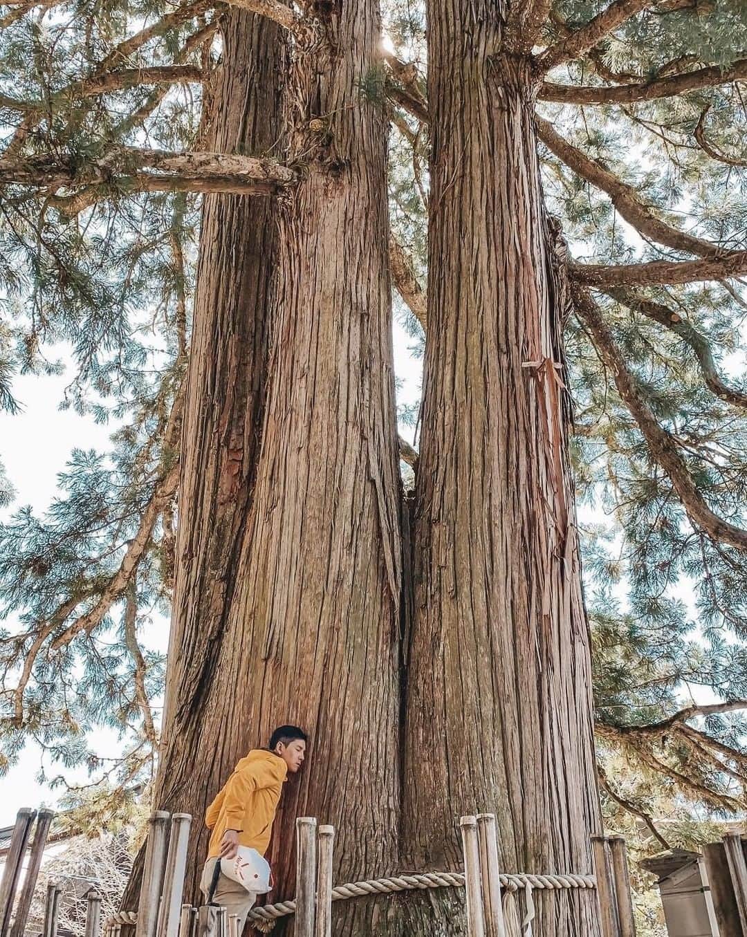 ?長野県 観光 公式インスタグラム さんのインスタグラム写真 - (?長野県 観光 公式インスタグラム Instagram)「// Photo by @ninoyfca  The Shrines of Togakushi (Nagano City)  In the highland forests above Nagano City are the five shrines of Togakushi: Okusha, Chūsha, Hōkōsha, Kuzuryūsha and Hinomikosha.   The shrines are surrounded by all manner of giants, such as the towering cedars trees along the path to the Okusha shrine and lofty Mt. Togakushi behind it. As you walk among them, you’ll feel the area’s long history.   ＝＝＝＝＝＝＝＝＝﻿ ﻿ 二千年の歴史を刻む神社 「戸隠神社」 ＠長野市  奥社・中社・宝光社 九頭龍社・火之御子社の 五社からなる「戸隠神社」⛩  奥社参道の杉並木をはじめ 至るところで立派な杉を見ることができ 樹齢数百年にも及ぶ巨木が 歴史の長さを物語っています🌲 ＿＿＿＿＿＿＿＿＿　﻿ ﻿ Location / Nagano City, Nagano , Japan ﻿ ﻿ #おうちでながの﻿ #長野のいいところ ﻿ #戸隠神社 #長野市」3月27日 17時00分 - nagano_japan
