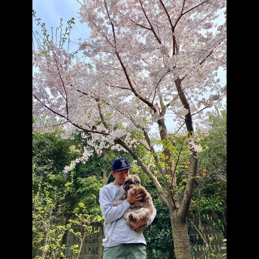 木村拓哉さんのインスタグラム写真 - (木村拓哉Instagram)「﻿ ﻿ 「明日になると雨が降って桜の花もだいぶ落ちてしまう気が…。﻿ なので、今日のうちに！」﻿ ﻿ STAYSAFE！﻿ ﻿ 拓哉﻿ #木村拓哉#TakuyaKimura」3月27日 17時00分 - takuya.kimura_tak