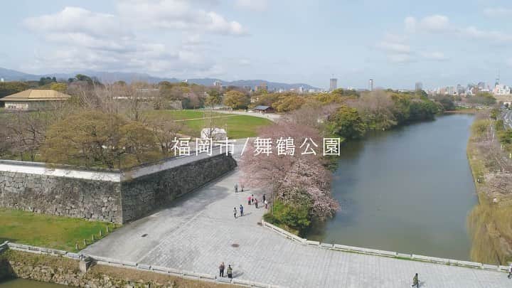 福岡市のインスタグラム：「福岡市中央区舞鶴公園の桜。今年も福岡城の桜は綺麗に色づいてきました🌸  新型コロナウイルス感染再拡大防止のため、今年のさくらまつりは「オンライン de 福岡城さくらまつり」としてライブ動画配信を行います。 @fukuoka_sakuramatsuri   たくさんの人が集まることは難しい状態ですが、今年だからこそ感じられる春を楽しんでみてくださいね♪  ※映像は2020年3月撮影したものです。  #福岡市 #福岡 #福岡観光 #舞鶴公園 #桜 #舞鶴公園🌸 #福岡 #一人一花 #fukuokapics #お花見 #福岡城」