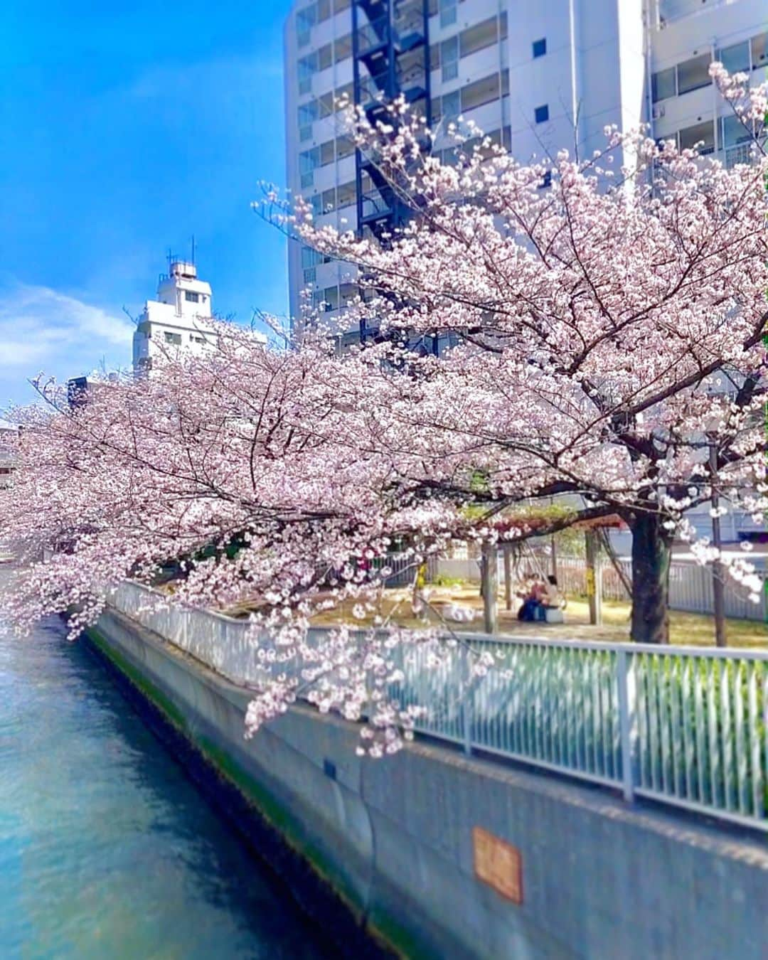 央川かこさんのインスタグラム写真 - (央川かこInstagram)「今日は袴撮影会でした👘🌸 ・ 桜が満開ですごく綺麗だったから 撮影しながらお花見できたし、 ・ のんびりお話しできる時間も あったから楽しかった🙌✨ ・ 会いに来てくださった皆さん ありがとうございました🧡 ・ #袴 #桜 #撮影会 #撮影 #レースクイーン #ラウンドガール #モデル #ダイエット #トレーニング #筋トレ #ファスティング #ハーフアップ #ヘアアレンジ」3月27日 19時22分 - kako.717