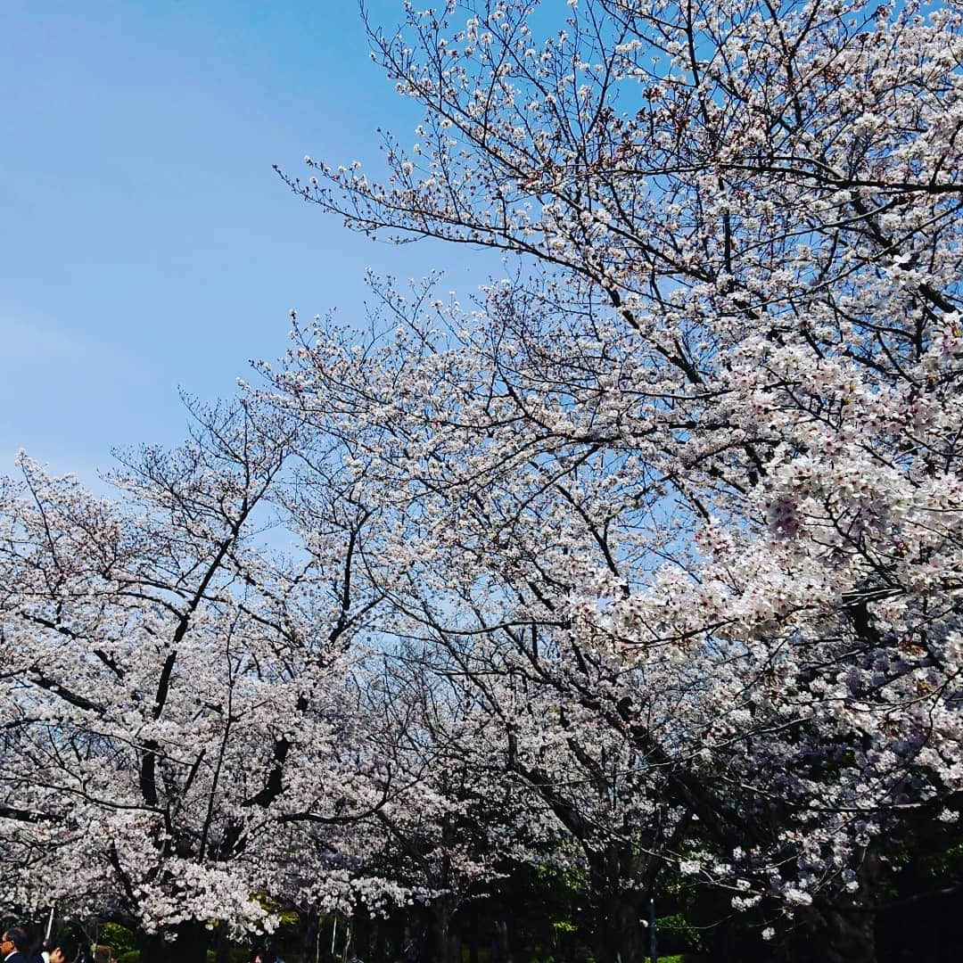 小島奈津子さんのインスタグラム写真 - (小島奈津子Instagram)「2021*3*27 わぁ💕咲いたー🌸🌸🌸 卒業記念。ラスト制服と桜をスナップしに📷✨ 今や、入学式&🌸、、、ならぬ、 卒業式&🌸になってしまった。。 10年後の桜はいつ頃咲くようになっているのか？ ． 我慢し続け、何事にも耐え続ける生活の中でも、季節はめぐり、春はやってくるもんなんだなぁー、 と、不思議な思いにかられる、今年の春💦」3月27日 21時23分 - kojimanatsuko_official