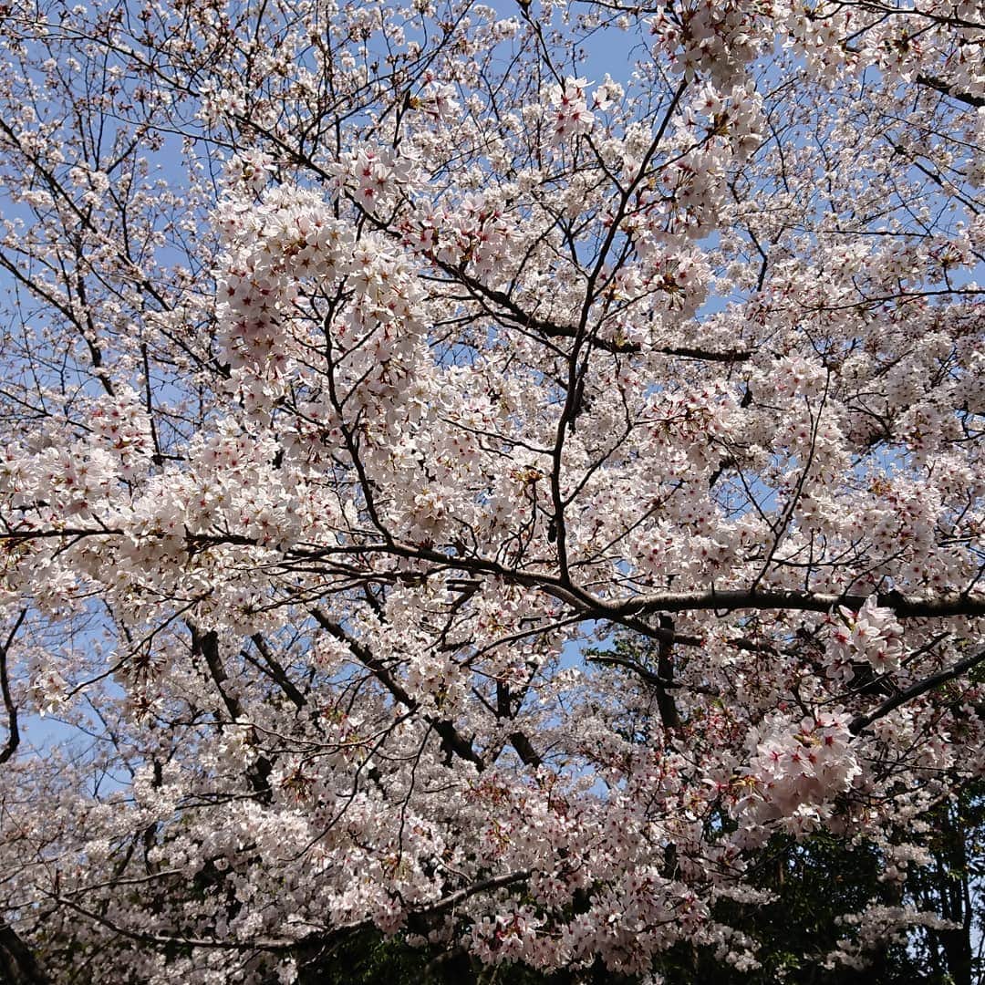 小島奈津子さんのインスタグラム写真 - (小島奈津子Instagram)「2021*3*27 わぁ💕咲いたー🌸🌸🌸 卒業記念。ラスト制服と桜をスナップしに📷✨ 今や、入学式&🌸、、、ならぬ、 卒業式&🌸になってしまった。。 10年後の桜はいつ頃咲くようになっているのか？ ． 我慢し続け、何事にも耐え続ける生活の中でも、季節はめぐり、春はやってくるもんなんだなぁー、 と、不思議な思いにかられる、今年の春💦」3月27日 21時23分 - kojimanatsuko_official