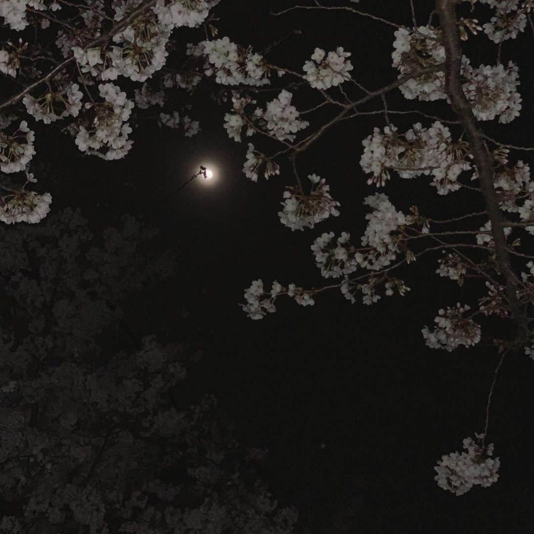 辺見えみりさんのインスタグラム写真 - (辺見えみりInstagram)「夜桜  #emiricamera」3月27日 21時55分 - emiri_hemmi