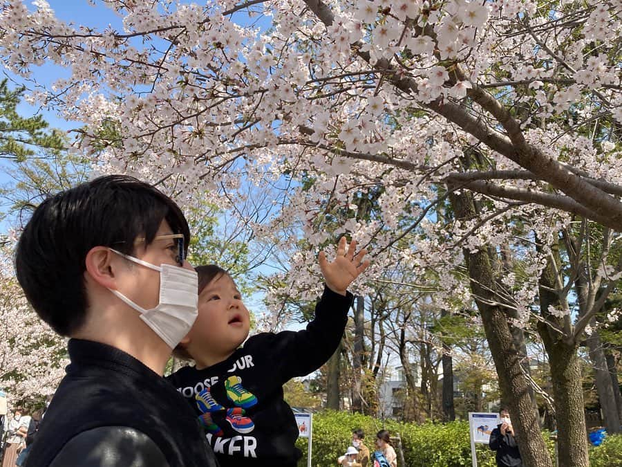 赤谷奈緒子のインスタグラム：「家族で久しぶりにお出かけ☺︎ . 珍しく、桜が散る前に👶くんに少しでも桜を見せてあげたいというパパの希望で公園へ🤗 終始眠そうでしたが、桜🌸見れて嬉しそうでした😌 . #桜#満開#朝早くからありがとう#綺麗でとっても癒された🌸」