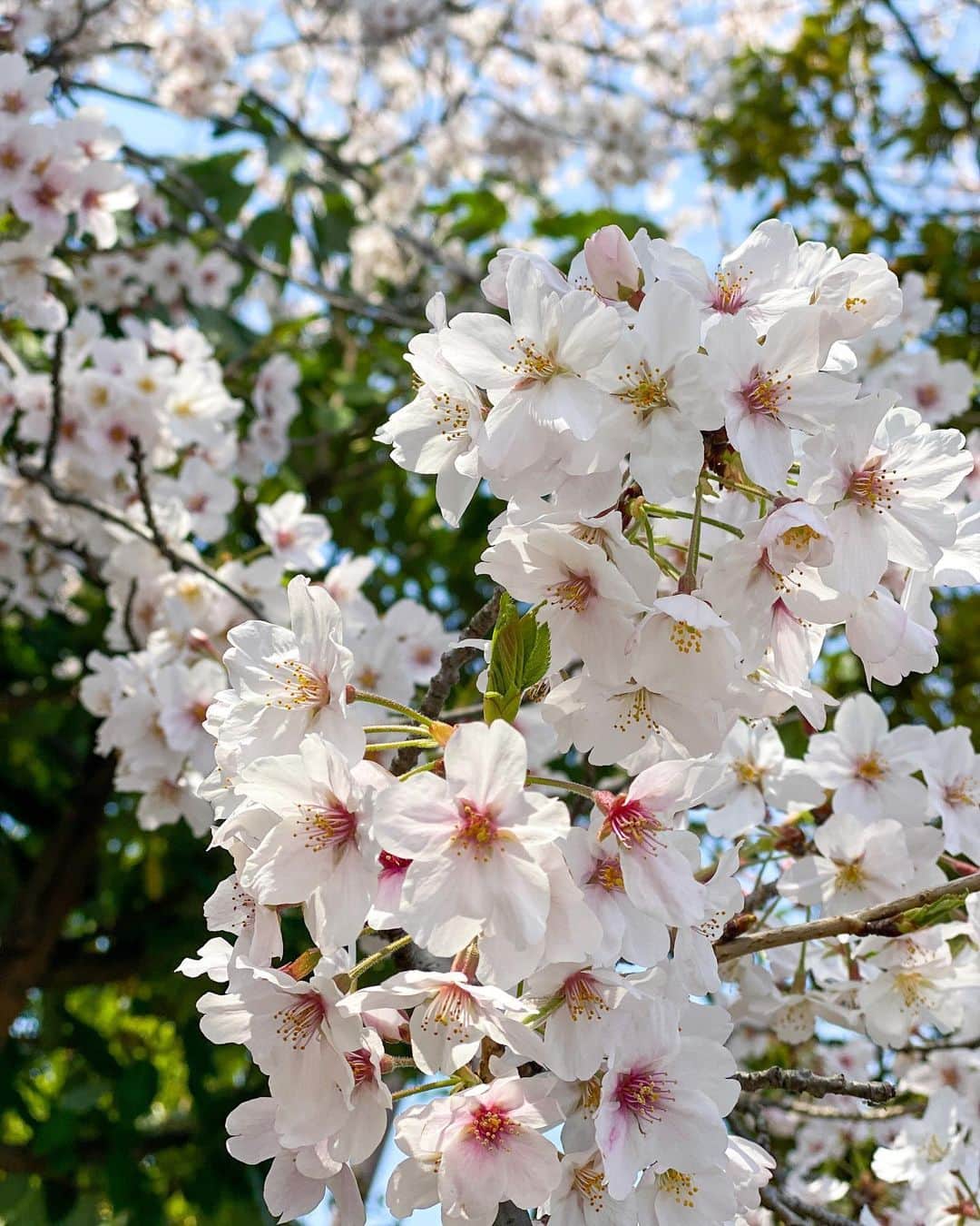 太田麻美さんのインスタグラム写真 - (太田麻美Instagram)「桜満開🌸🌸🌸  #cherryblossom #cherrytree  #桜 #満開 #癒」3月27日 22時13分 - asami0523