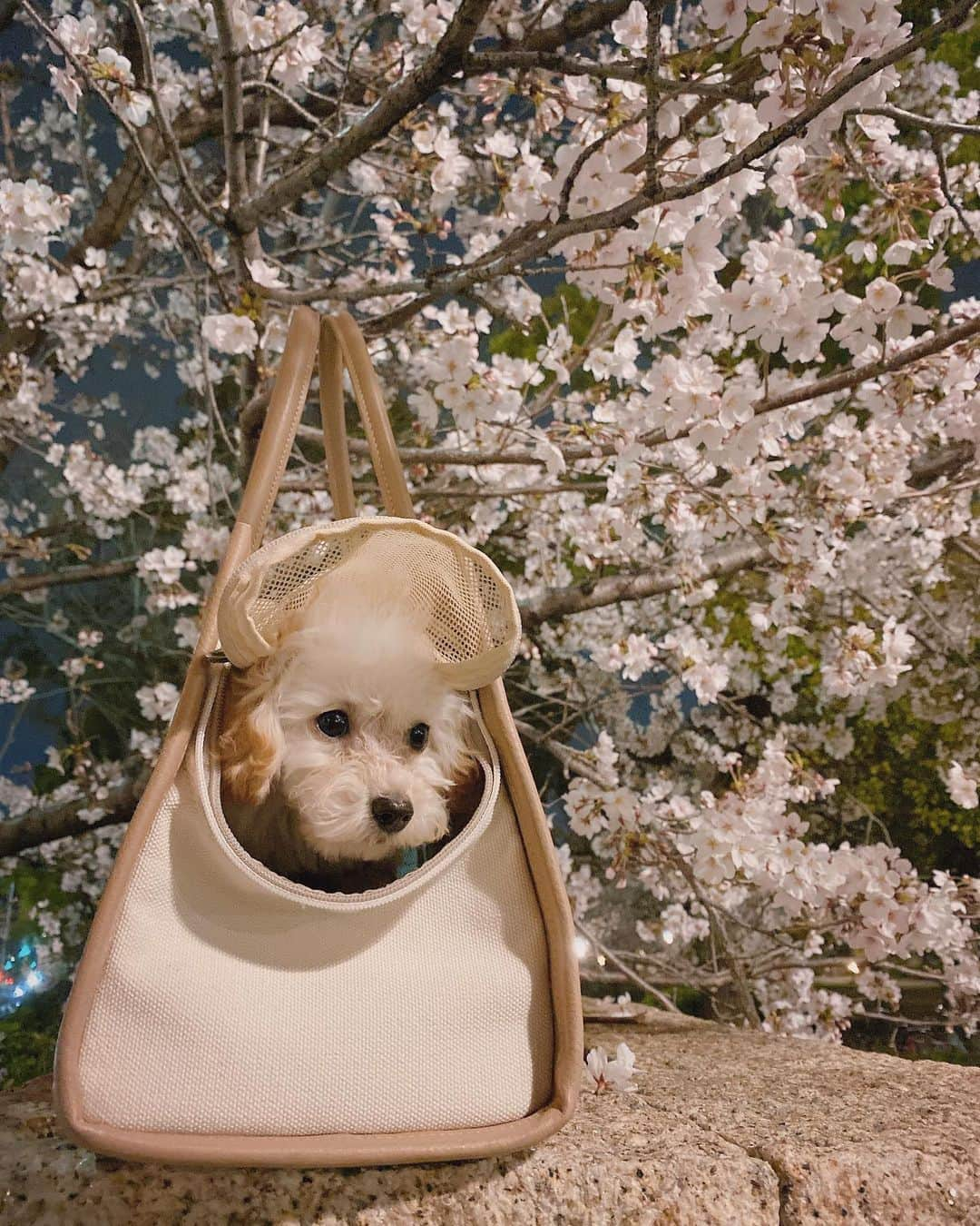 森川侑美さんのインスタグラム写真 - (森川侑美Instagram)「初めて見る桜は、 お昼も綺麗だったけど 夜は一段ときらきら綺麗だな〜🌸わん🐾  #お花見#夜桜#春#わんこ#トイプードル#🐶🌸」3月27日 22時52分 - yumi.morikawa322