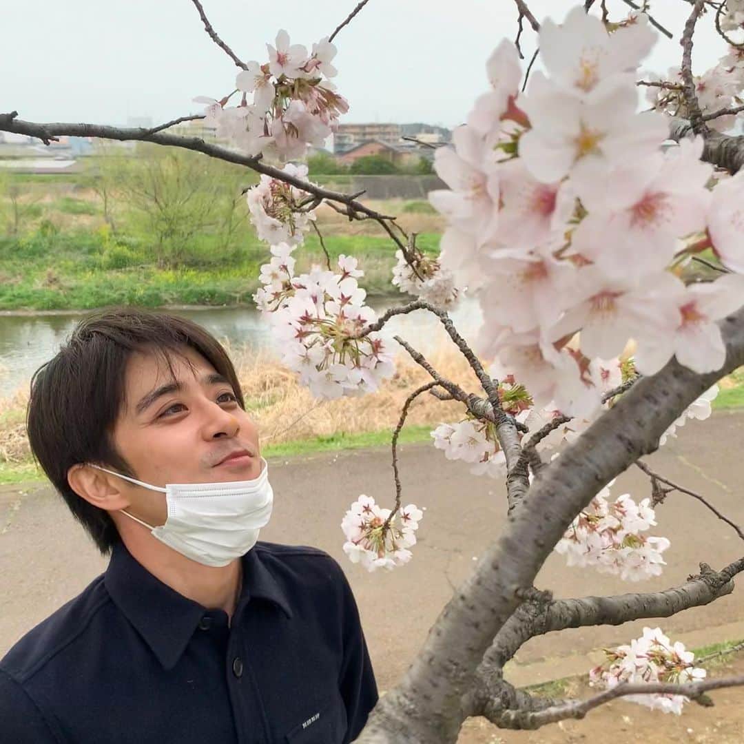 斉藤祥太のインスタグラム：「気づけば桜も満開に。 美しい桜の優しい香りに心も体もリフレッシュしました😌 サクラ満開パワー🌸 #桜 #spring  #明日はドラマの撮影 #早寝早起き #斉藤祥太」