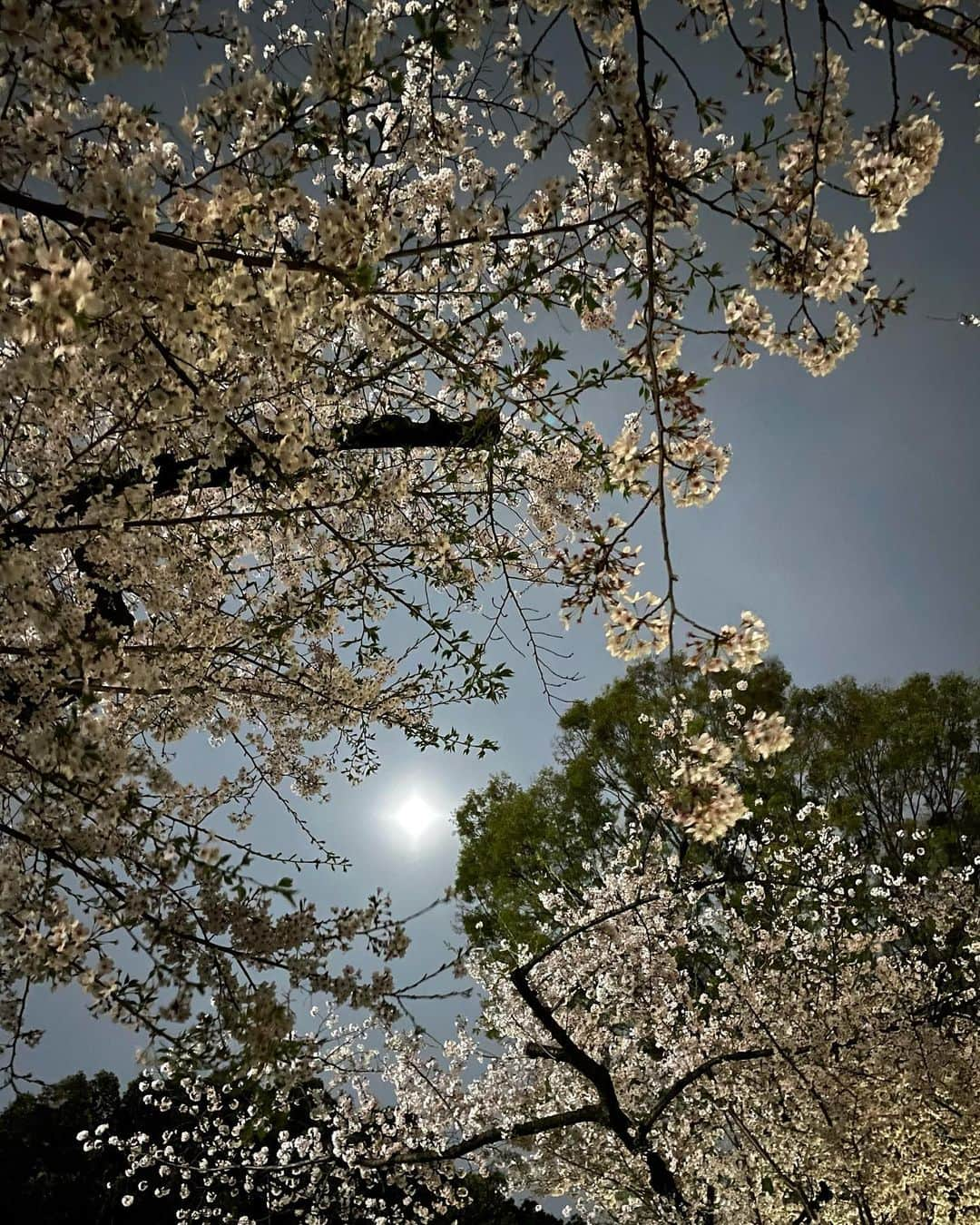 西澤絵理さんのインスタグラム写真 - (西澤絵理Instagram)「. 桜が満開ですね〜🌸🌙💓 お花見しましたか？ 今年はお散歩だけって方も多いのかな。  今日はお知らせがあります。 4.5月限定でマタニティヨガクラスを オンラインでします🤰  内容:マタニティの方向けのヨガ 妊娠中の方が少しでも明るく前向きに 過ごせるようなヨガクラス🧘‍♀️ その日の体調を伺ってクラスを構成していきます。 妊娠中や出産時におすすめの呼吸法もご紹介します🌙 ヨガ経験者、初めての方、 どなたでもご参加いただけます。(女性限定)  日程: ①4/4(日)10:30-11:15 ②4/6(火)17:00-17:45 ③4/17(土)11:00-11:45 ④4/20(火)17:00-17:45 (5月のスケジュールは後ほど)  対象:女性で画面をONに出来る方 ・妊娠中の方(お医者さんからヨガの許可が出ている方) ・妊娠中でない方も参加可能です。 ※マタニティの方向けのヨガなので、 ゆったり動くクラスです。 マタニティヨガに興味がある方もぜひお待ちしてます💓  料金:無料  使用ソフトウェア:Zoom  服装: 動きやすい格好やパジャマ (座ったり立ったりします)  参加方法:InstagramのDMに下記情報をご記入ください。 ・お名前(漢字・カタカナ) ・参加希望日時 ・電話番号 ・妊娠中かどうか ・妊娠中の方は何週目か ・妊娠中の方は不調があるかどうか (例:腰痛、胸焼け、むくみ等)  最大参加人数:5名  その他: ・お申し込みは前日のお昼12:00まで ・キャンセルは開始時間の1時間前まで ・DMにて入室IDやパスワードを送ります  妊娠中は体と心の変化や不調が起きやすくなります。 私も現在妊娠中なので、色々なお話しをしつつ 一緒にヨガができたらなぁと思っています🤍  皆様のご参加心よりお待ちしてます🌸  (※私の体調が悪い場合は急遽中止になる場合もあります。その場合は開始時刻の2時間前までにご連絡いたします。)  #ヨガ #マタニティ #マタニティヨガ  #妊婦さんと繋がりたい #マタニティヨガポーズ  #マタニティヨガレッスン #🤰」3月27日 22時49分 - eriyogacat