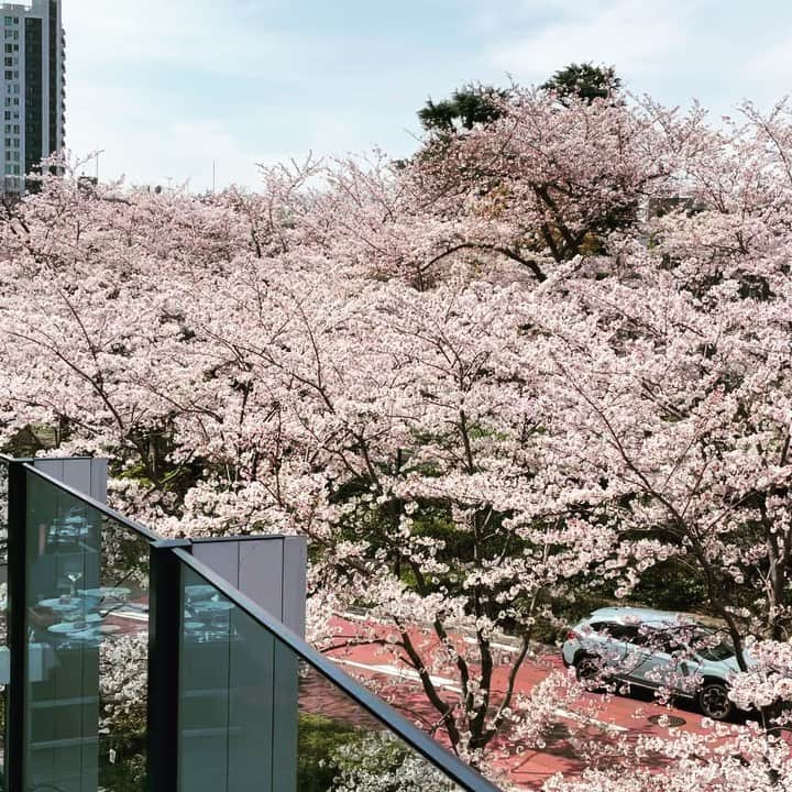 名波はるかのインスタグラム：「最高のお花見日和でした🌸#桜満開 #港区グルメ #東京ミッドタウン #artisandelatruffeparis」