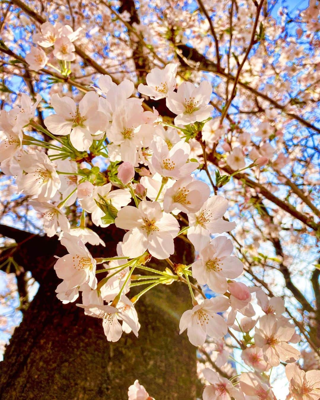 大寺かおりさんのインスタグラム写真 - (大寺かおりInstagram)「きのう、就活中で アナウンサー試験を受けている 事務所の後輩ちゃんに ESや面接のコツなどを話していたら 私も局アナになりたくて 一生懸命なときがあったなぁ と思い出しました。 . 「アナウンサーになりたいんです」 と目をキラキラ輝かせて話す姿に 素直に応援したいという気持ちになりました✨ . 局アナの良さは"ホーム"があること。 先輩方が暖かくも厳しく育ててくださり、 成長を見守ってくださる。 そして先輩後輩と一緒に 「1人でも多くの方に楽しんでいただける番組」 を目指してアイデアを練り いつでも遠慮なく本音で話せる。 その一体感が好きで 局アナで良かったなと感じることが たくさんありました。 . 就活中のことや局アナ時代のこと、 色々と冷静に振り返ることができて 私にとっても良い時間になりました。 . 次々飛んでくる質問に 私の分かる範囲のことは なるべく丁寧に答えたいと思い、 気づけば話し始めて数時間。 . 帰り際に「今日はありがとうございました」と 素敵なプレゼントを用意していてくれました。 . 気遣いのできる良い子🥺と ますます応援したくなりました。 . サクラサク春が訪れますように🌸 . #アナウンサー #ホリプロ #rsk #桜 #春」3月28日 14時15分 - kaori_ootera