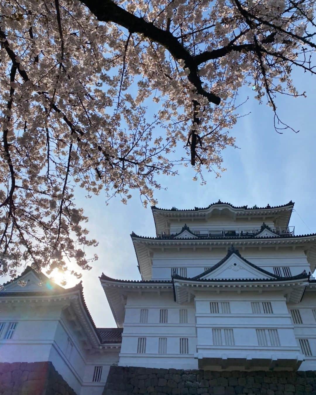 のインスタグラム：「🌸 今年は来れた🏯🍦 少しの時間だけだったけど、桜を感じれて良かったな〜 自分じゃそんなつもりなかったけど、犬リュックに犬抱っこ紐に貴重品バッグ、私すっごい多荷物😂🍦 あとから写真見て少し恥ずかしかった🙈」