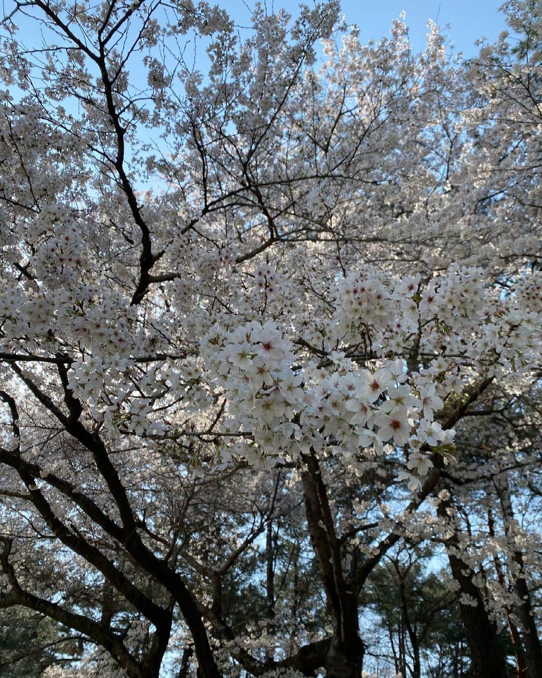 宮里藍のインスタグラム：「雨で散っちゃったかなぁー。昨日は夫とジョギングがてら桜🌸を見れてすごーくリフレッシュ出来ました☺️✨ #桜」
