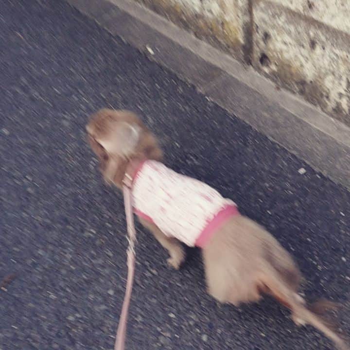 くるみんのインスタグラム：「* 水曜日の夜中から朝にかけて副反応があったこむぎさんですが、金・土曜日と元気にお散歩しました！  体力があるうち、元気食欲があるうちに治療を始められたことは、本当に良かった。 こんなに健気で頑張り屋さんのこむぎを痛めつける病気が憎たらしいよ  #ミニチュアダックスフンド #ミニチュアダックスフント #ミニチュアダックス #イザベラタン #イザベラ #カニンヘンダックスフント #カニンヘン #カニンヘンダックス #カニンヘンダックスフンドの日常 #カニンヘンの会 #カニンヘンダックスフンド #チョコタンダックスフント #チョコタンダックスフンド #チョコタンダックス #チョコタン #ダックスlove #ダックス多頭飼い #ダックスフント #ダックスフンドカニンヘン #ダックス部 #ダックス大好き #ダックスフンド #ダックス #いぬばか部 #いぬすたぐらむ #短足部 #悪性リンパ腫 #リンパ腫 #リンパ性白血病 #闘病中」