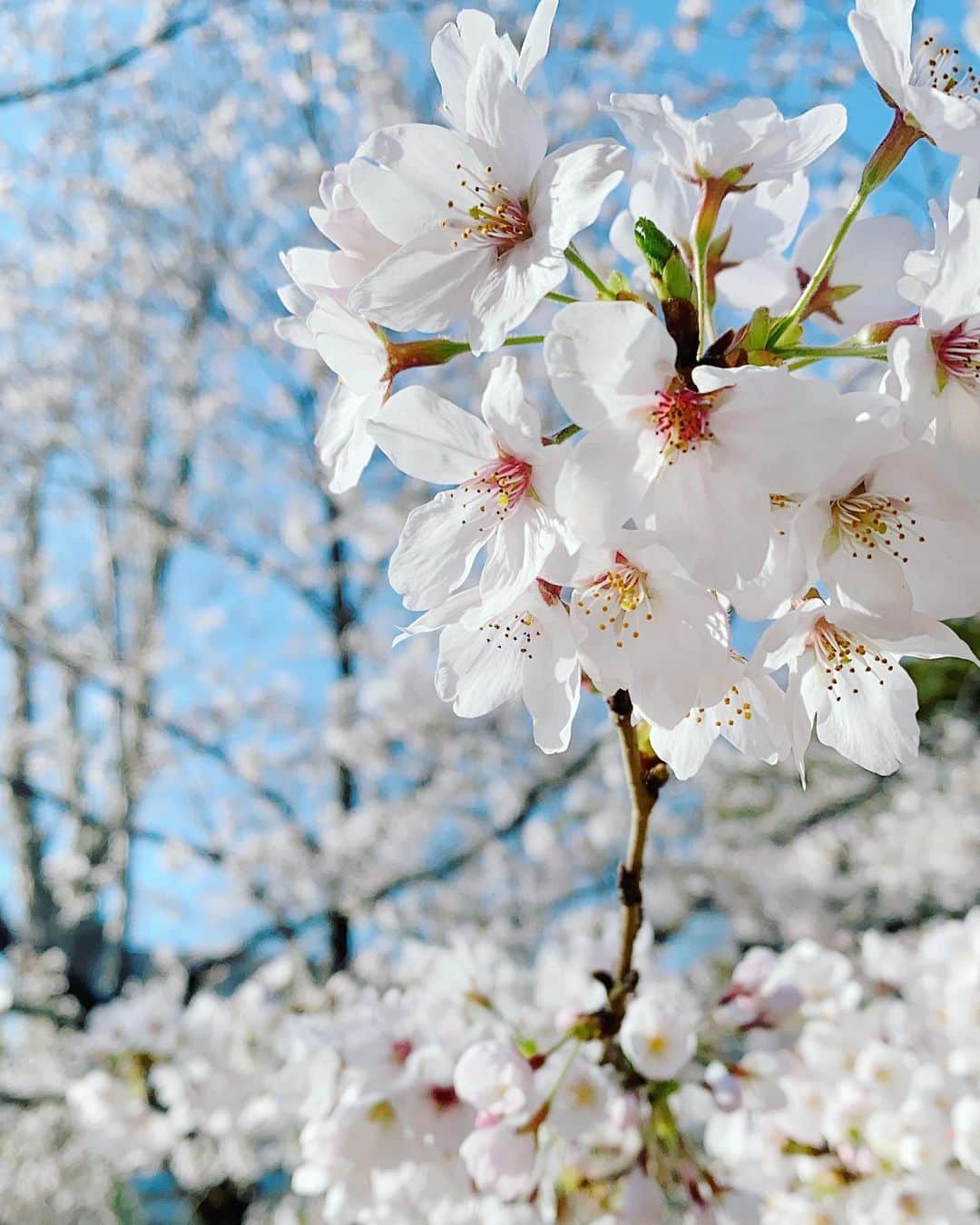 岩井七世のインスタグラム：「もう咲いてると思ってうきうきしてたら、今日にはもう葉桜になってきてショック。」