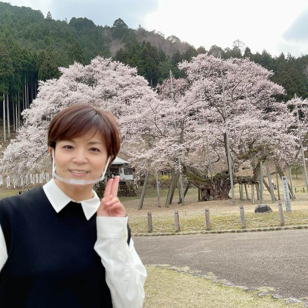 石原詢子さんのインスタグラム写真 - (石原詢子Instagram)「昨日行った『淡墨桜』 思わず見た瞬間からイントロから口ずさんでしまった！  #ただそばにいてくれて #古内東子 さん #5月19日 #発売 #1年半ぶり #新曲 #新生 #石原詢子 #世界観 #新境地 #ありがとう #メッセージソング #温もり #コロナ禍 #淡墨桜 #淡墨公園 #6分咲き」3月28日 10時01分 - junko_ishihara.official