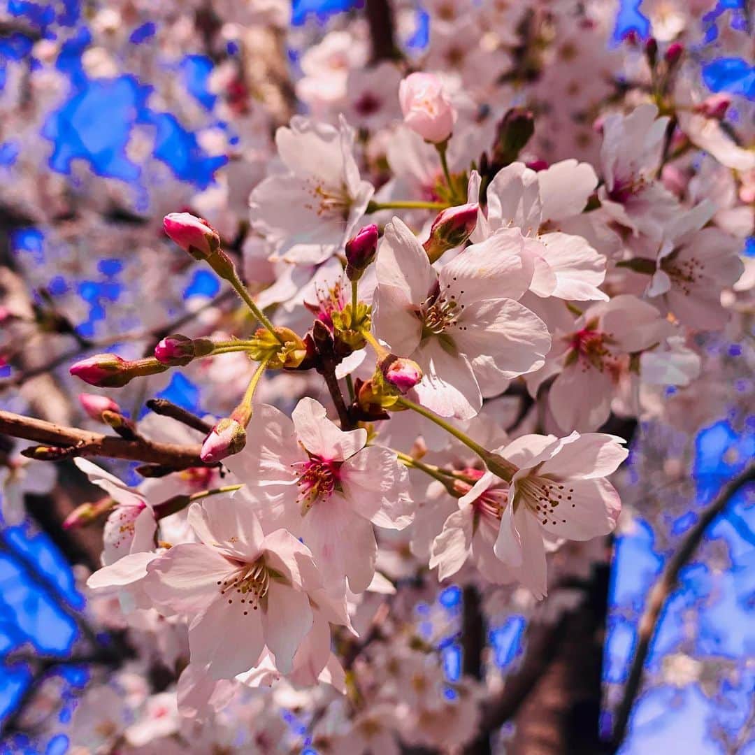 まみむめもちおさんのインスタグラム写真 - (まみむめもちおInstagram)「綺麗だ #桜  #cherryblossom  #🌸」3月28日 10時20分 - mamimumemochio