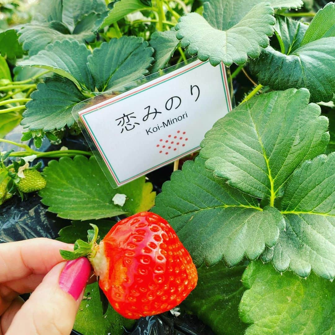 熊田曜子さんのインスタグラム写真 - (熊田曜子Instagram)「Strawberry picking.  いちご狩り🍓  #いちご　#family #いちご狩り　#お出掛け　#spring #strowberry」3月28日 15時53分 - kumadayoko