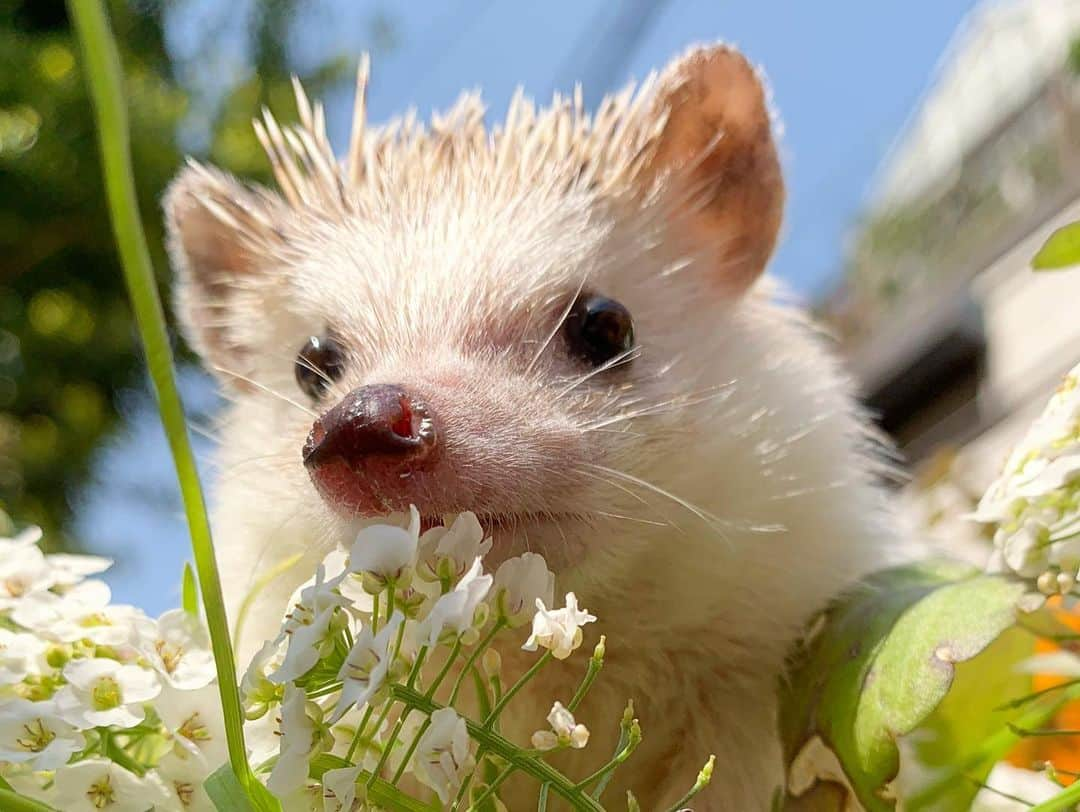 野澤美仁さんのインスタグラム写真 - (野澤美仁Instagram)「ハリネズミのだんちゃんー #hedgehog #pet#animal #cute#hedgehoglove #hedgehoglife #hedgehogsofinstagram#はりねずみ #はりねずみのいる生活 #ハリネズミ#ペット#かわいい #tokyo#petstagram #petoftoday#もなか #モナカ#flower#flowerstagram #flowers#animalphotography #photography #photo#ペットのいる生活#francfranc #nature #travel#smile#桜#cherryblossom」3月28日 10時26分 - misatonozawa0625