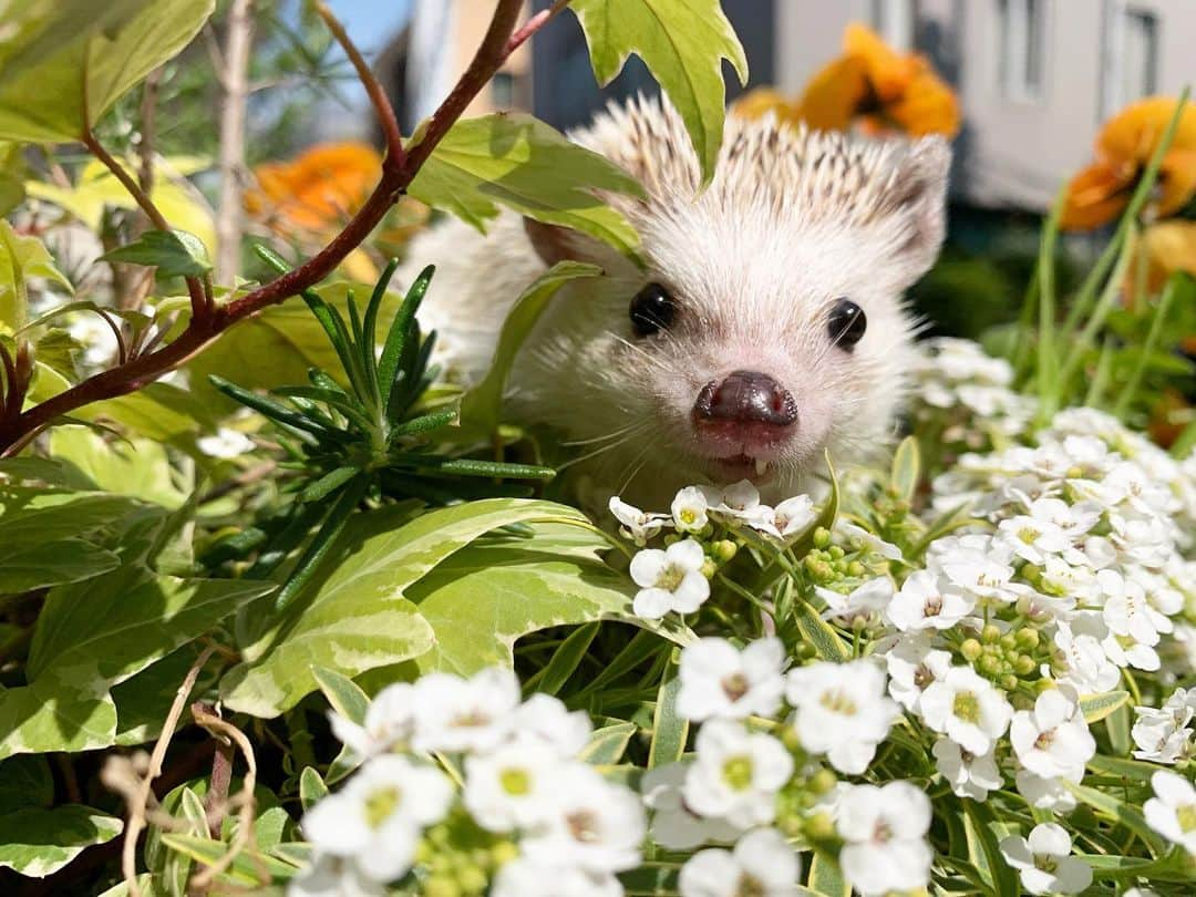 野澤美仁さんのインスタグラム写真 - (野澤美仁Instagram)「ハリネズミのだんちゃんー #hedgehog #pet#animal #cute#hedgehoglove #hedgehoglife #hedgehogsofinstagram#はりねずみ #はりねずみのいる生活 #ハリネズミ#ペット#かわいい #tokyo#petstagram #petoftoday#もなか #モナカ#flower#flowerstagram #flowers#animalphotography #photography #photo#ペットのいる生活#francfranc #nature #travel#smile#桜#cherryblossom」3月28日 10時26分 - misatonozawa0625