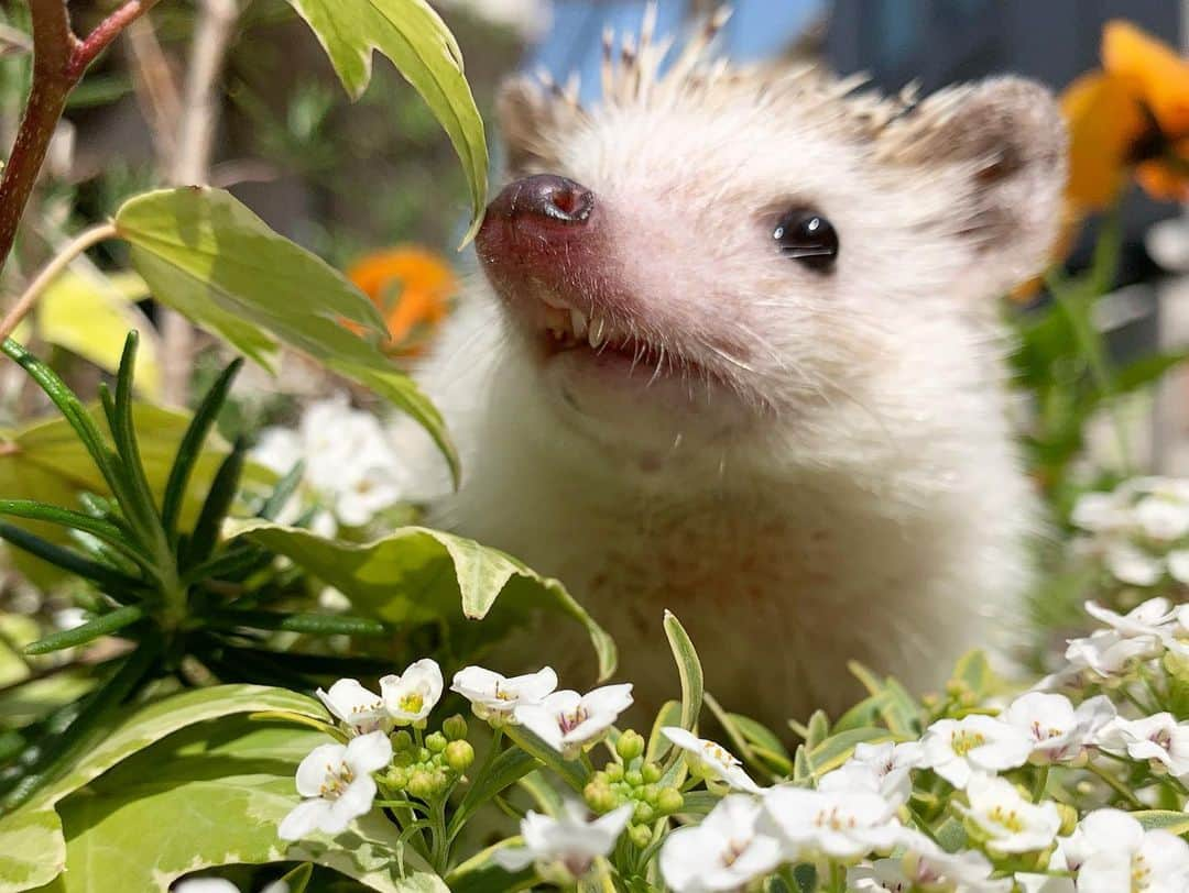 野澤美仁さんのインスタグラム写真 - (野澤美仁Instagram)「ハリネズミのだんちゃんー #hedgehog #pet#animal #cute#hedgehoglove #hedgehoglife #hedgehogsofinstagram#はりねずみ #はりねずみのいる生活 #ハリネズミ#ペット#かわいい #tokyo#petstagram #petoftoday#もなか #モナカ#flower#flowerstagram #flowers#animalphotography #photography #photo#ペットのいる生活#francfranc #nature #travel#smile#桜#cherryblossom」3月28日 10時26分 - misatonozawa0625