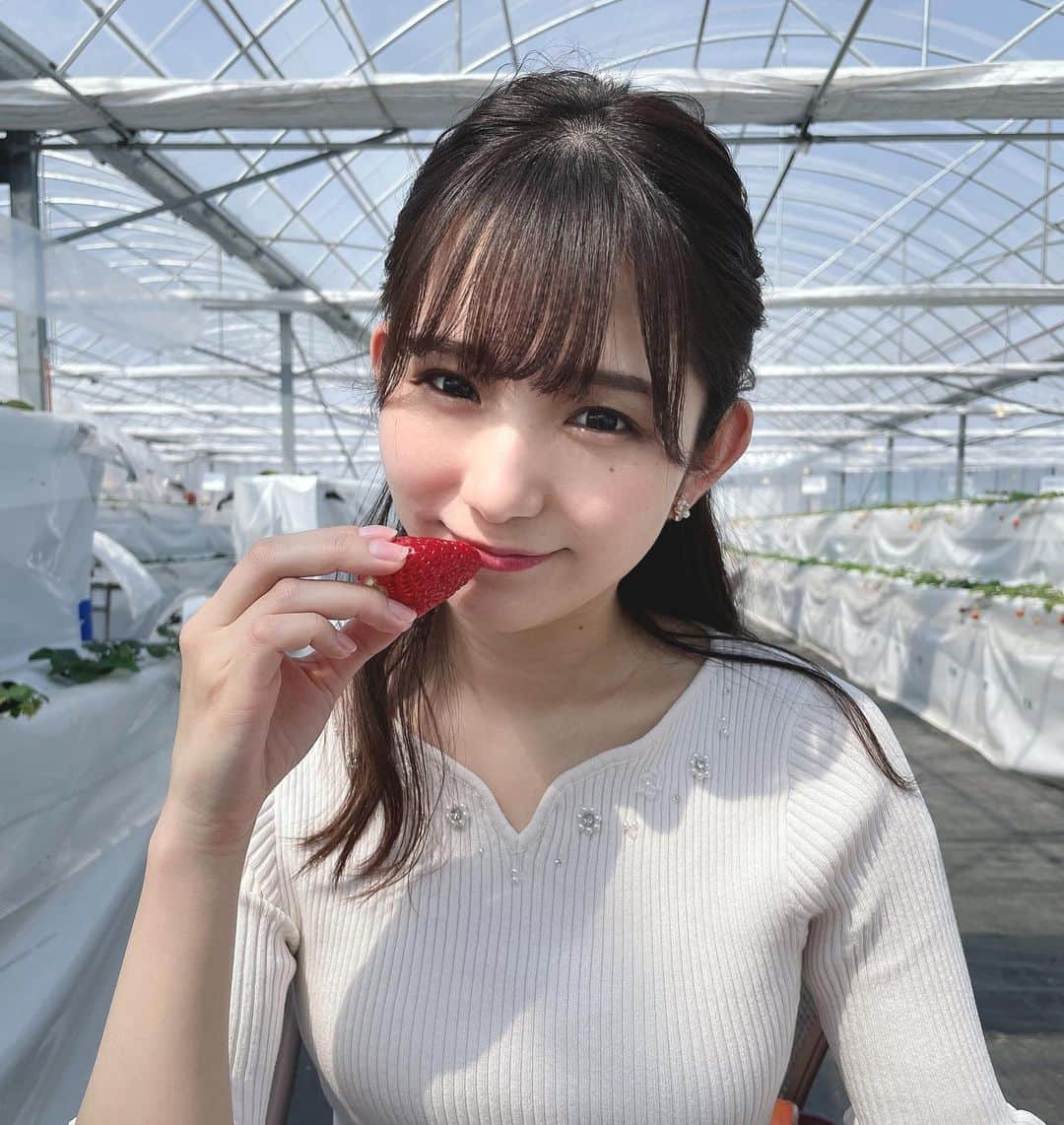 栗田麻理のインスタグラム：「. いちご狩りへ行ってきました🍓  ぶどう狩り、林檎狩り、みかん狩りはしたことはありますが、いちご狩りは初めてだったかもしれません🤔  太陽が眩しすぎて目が開けられない…🥲」