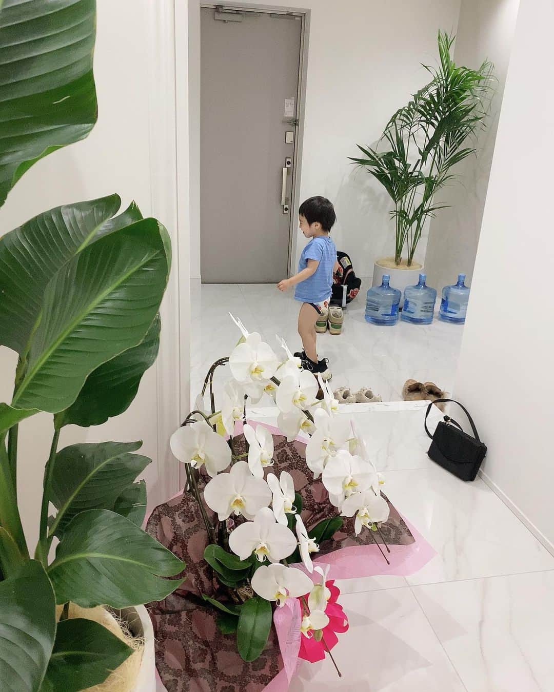アレクサンダーさんのインスタグラム写真 - (アレクサンダーInstagram)「玄関にホチョウラン❤️ 知り合いのレストランに行ったら びっくりするくらい 祝い花が沢山届いてて 貰ったよ❤️ また行きます  間違えた　コチョウランか、、、恥ずかしいから 笑った人全員ブロック‼️笑  #玄関　 #ホチョウラン #恥ずかしいコチョウラン」3月28日 11時51分 - alexanderfriends