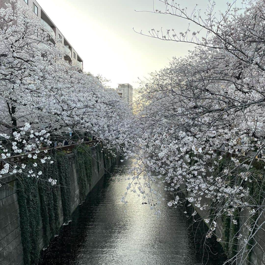 マシ・オカさんのインスタグラム写真 - (マシ・オカInstagram)「Meguro river cherry blossoms.  今年は夜桜のライトアップが無いけど、やはり素晴らしい。」3月28日 12時18分 - masioka