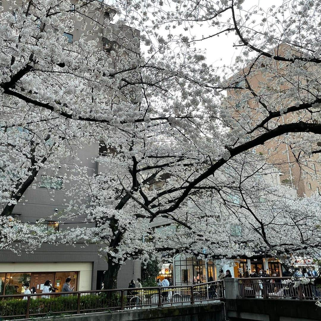 マシ・オカさんのインスタグラム写真 - (マシ・オカInstagram)「Meguro river cherry blossoms.  今年は夜桜のライトアップが無いけど、やはり素晴らしい。」3月28日 12時18分 - masioka