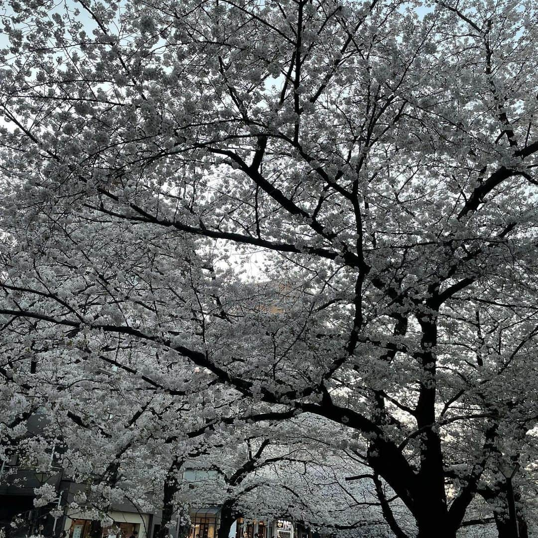 マシ・オカさんのインスタグラム写真 - (マシ・オカInstagram)「Meguro river cherry blossoms.  今年は夜桜のライトアップが無いけど、やはり素晴らしい。」3月28日 12時18分 - masioka