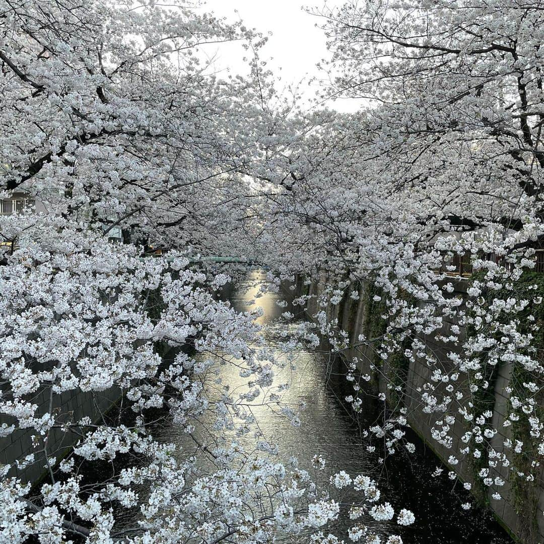 マシ・オカさんのインスタグラム写真 - (マシ・オカInstagram)「Meguro river cherry blossoms.  今年は夜桜のライトアップが無いけど、やはり素晴らしい。」3月28日 12時18分 - masioka