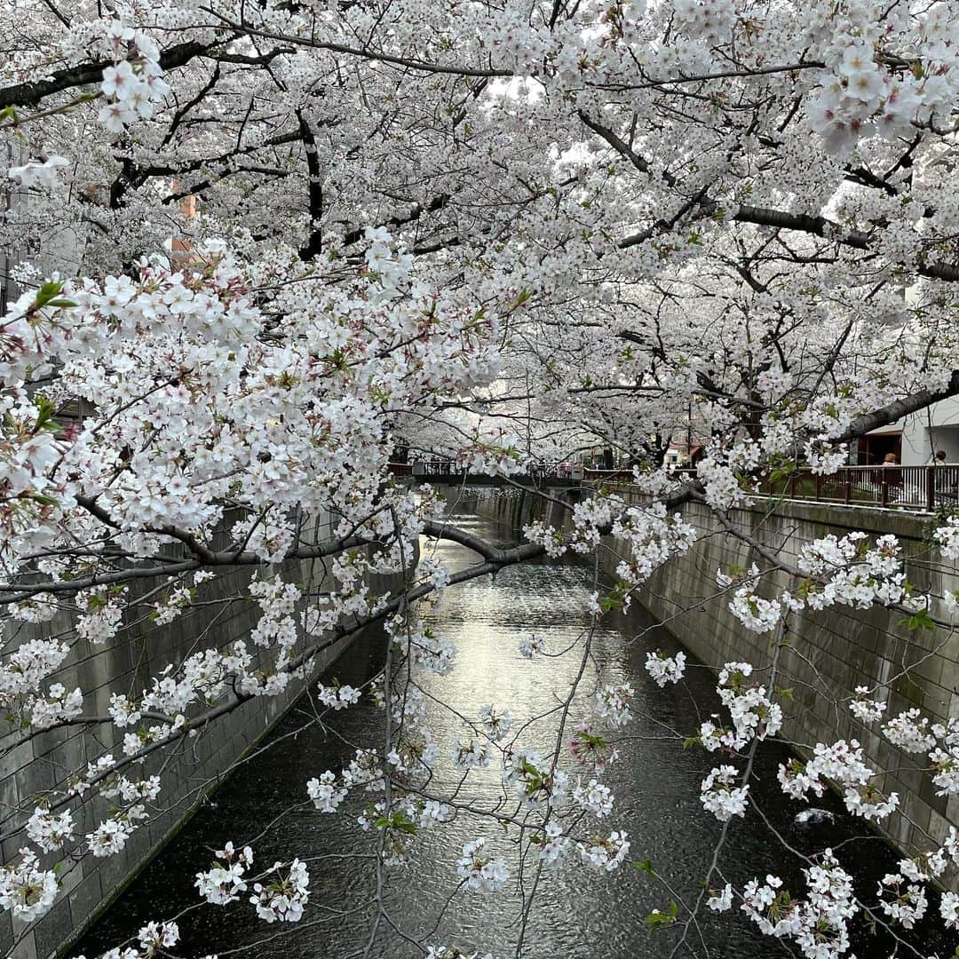 マシ・オカさんのインスタグラム写真 - (マシ・オカInstagram)「Meguro river cherry blossoms.  今年は夜桜のライトアップが無いけど、やはり素晴らしい。」3月28日 12時18分 - masioka