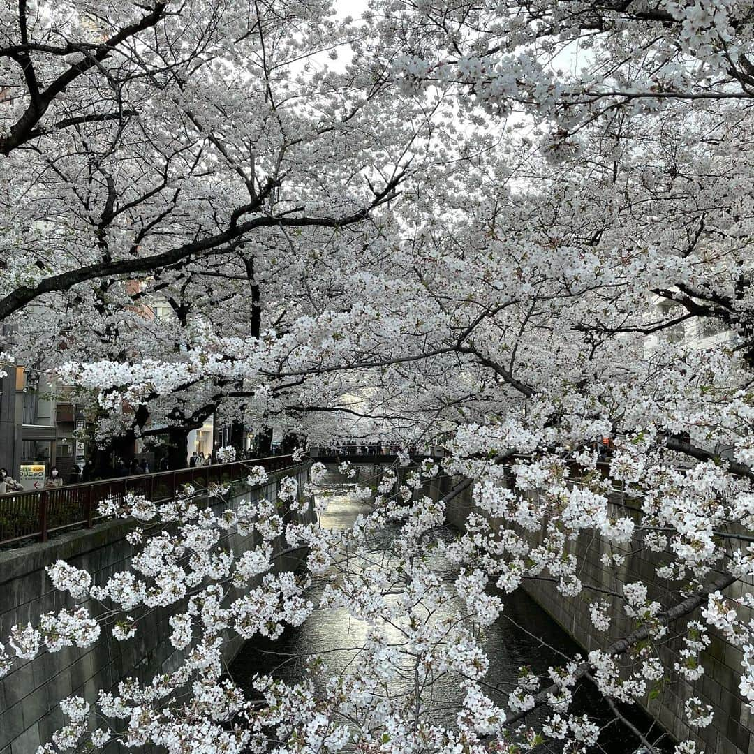 マシ・オカさんのインスタグラム写真 - (マシ・オカInstagram)「Meguro river cherry blossoms.  今年は夜桜のライトアップが無いけど、やはり素晴らしい。」3月28日 12時18分 - masioka