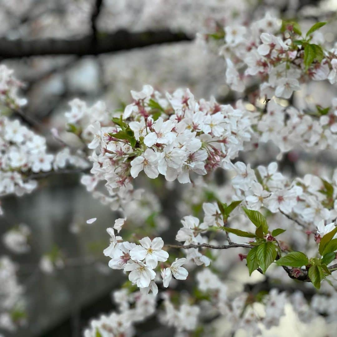 マシ・オカさんのインスタグラム写真 - (マシ・オカInstagram)「Meguro river cherry blossoms.  今年は夜桜のライトアップが無いけど、やはり素晴らしい。」3月28日 12時18分 - masioka