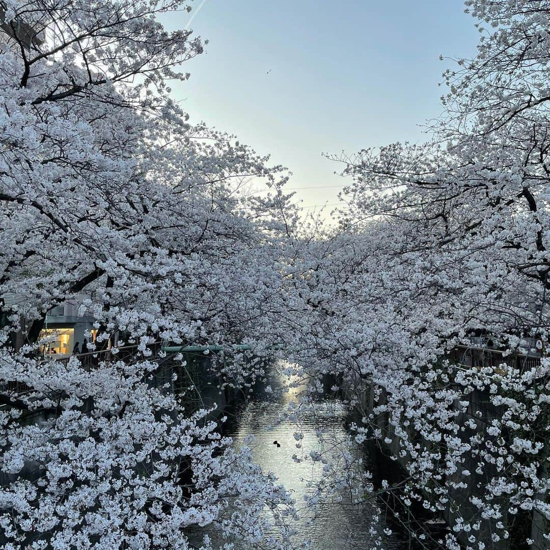 マシ・オカさんのインスタグラム写真 - (マシ・オカInstagram)「Meguro river cherry blossoms.  今年は夜桜のライトアップが無いけど、やはり素晴らしい。」3月28日 12時18分 - masioka