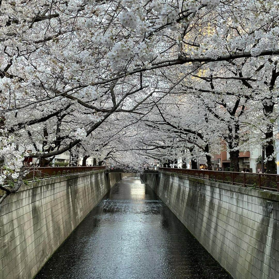 マシ・オカさんのインスタグラム写真 - (マシ・オカInstagram)「Meguro river cherry blossoms.  今年は夜桜のライトアップが無いけど、やはり素晴らしい。」3月28日 12時18分 - masioka